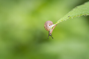 Tiny snail sits on a green leaf and looks downwards, green nature background