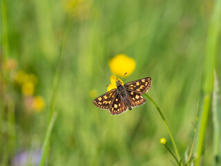 Chequered skipper or arctic skipper (Carterocephalus palaemon) butterfly on yellow flower