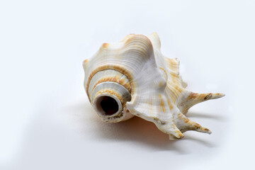 Cunch shell front view with  isolated white background.