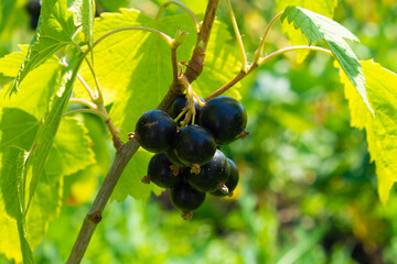 Ripe, large blackcurrant berries on a branch. Healthy food concept