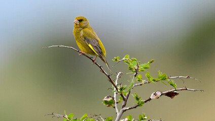 Fototapeta premium European Greenfinch // Grünfink, Grünling (Chloris chloris)