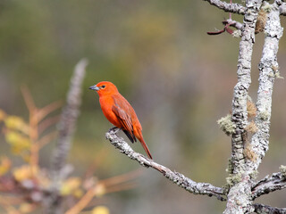 Hepatic Tanager – Piranga flava – sanhaçu de fogo 