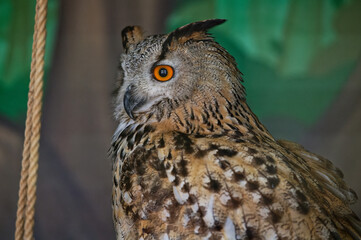 The common owl, bubo bubo, sits in the zoo enclosure and looks to the left. Portrait. Close-up.