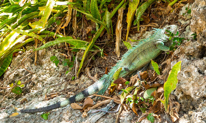 Close up of an iguana in Guadeloupe