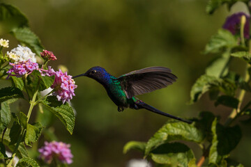 The swallow-tailed hummingbird (Eupetomena macroura) on Lantana Flowers