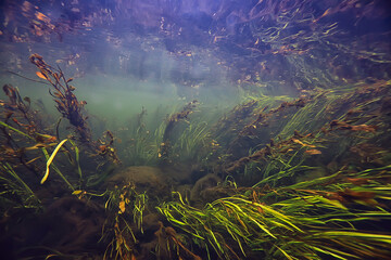 Fototapeta na wymiar multicolored underwater landscape in the river, algae clear water, plants under water