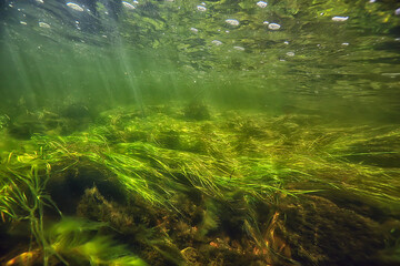 green algae underwater in the river landscape riverscape, ecology nature
