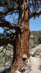 Mountain and tree landscapes on the long distance hiking path Pacific Crest Trail on the California Section G, USA.