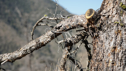 Mountain and tree landscapes on the long distance hiking path Pacific Crest Trail on the California Section G, USA.