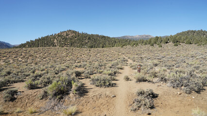 Mountain and tree landscapes on the long distance hiking path Pacific Crest Trail on the California Section G, USA.