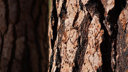 Mountain and tree landscapes on the long distance hiking path Pacific Crest Trail on the California Section G, USA.