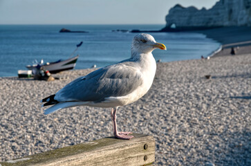 Closeup herring gull (Larus argentatus) perched on a wooden fence and the pebble beach of Etretat  in Normandy in France