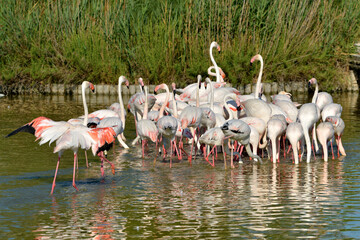 Group of flamingos (Phoenicopterus ruber) in water, in the Camargue is a natural region located...
