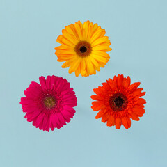 Pink, orange and yellow gerber flowers buttons  on blue background.