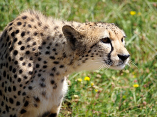 Portrait of African Cheetah (Acinonyx jubatus) seen from profile