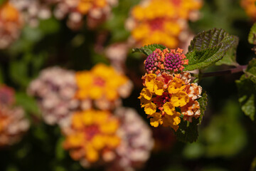 Colorful Flowers of Lantana Camara in Pink,Yellow, Red and Orange. Selective Focus on blurred background.