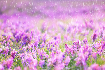 Fototapeta premium spring wild flowers rain drops abstract background