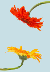 Two vibrant flowers on blue background with copy space among them. Minimal optimistic concept.