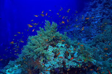 Fototapeta premium coral reef background, underwater marine life ecosystem ocean sea