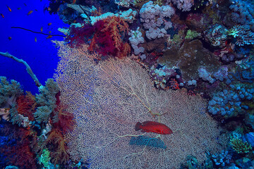 coral reef background, underwater marine life ecosystem ocean sea