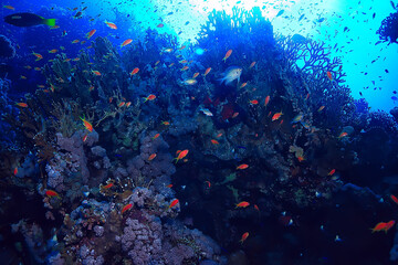 Naklejka na ściany i meble flock of fish in the sea background underwater view