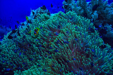 coral reef background, underwater marine life ecosystem ocean sea