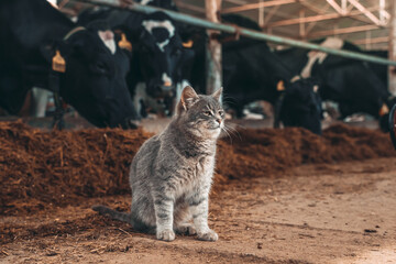 A big gray cat hanging out with some cows in a barn. The cat lives on a dairy farm because of his love of milk. 