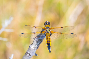 Close-up of a four-spotted chaser Libellula quadrimaculata dragonfly