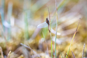 A leptophlebia vespertina mayfly resting in grass