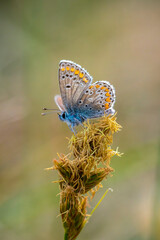  brown argus butterfly, Aricia agestis, top view, open wings