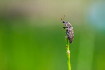 Agrypnus murinus, a species of click beetle