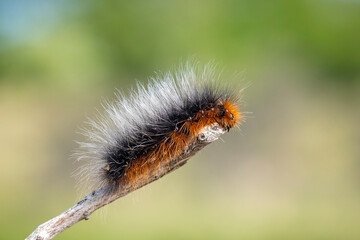 Closeup of a garden tiger moth or great tiger moth, Arctia caja, caterpillar crawling and eating