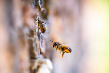 Honey bee Apis mellifera insect hotel © Sander Meertins