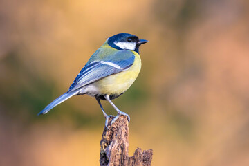 Great tit Parus major bird closeup