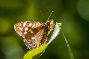 Speckled wood butterfly Pararge aegeria side view