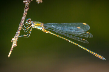 Detail closeup of a western willow emerald damselfly Chalcolestes viridis