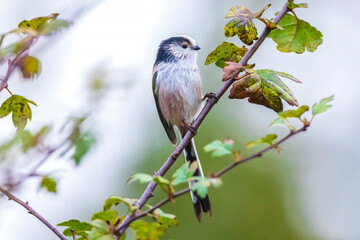Closeup of a long-tailed tit or long-tailed bushtit, Aegithalos caudatus, bird foraging in a forest