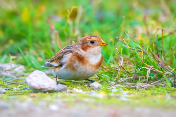 snow bunting bird, Plectrophenax nivalis foraging in grass