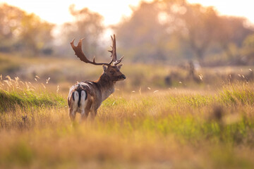 Fallow deer stag, Dama Dama, with big antlers during rutting in Autumn season - Powered by Adobe