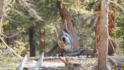 Mountain and tree landscapes on the long distance hiking path Pacific Crest Trail on the California Section G, USA.
