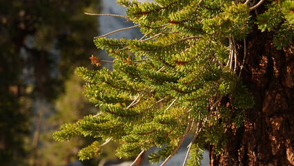 Mountain and tree landscapes on the long distance hiking path Pacific Crest Trail on the California...