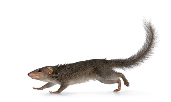 Northern Treeshrew aka Tapaia Belangeri, running full speed side ways. Looking away from camera. Isolated on a white background.