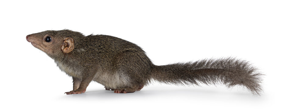 Northern Treeshrew aka Tapaia Belangeri, sitting side ways. Looking up away from camera showing profile. Isolated on a white background.