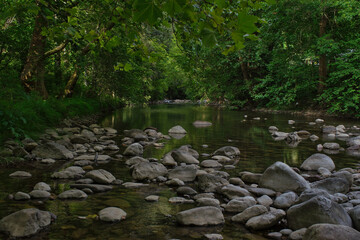 Beautiful natural landscape with fresh vegetation and river stones