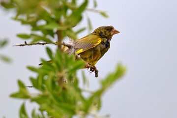 European Greenfinch // Grünfink, Grünling (Chloris chloris)
