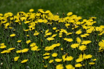 A field in bloom in spring, Sainte-Apolline, Québec, Canada