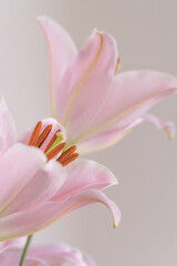 淡いピンクのユリの花の写真
