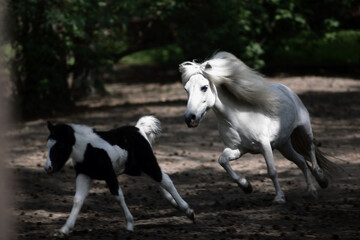 Obraz na płótnie Canvas two pony running on a loan