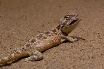 Steppe Agama