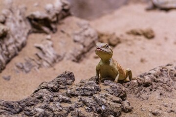 Steppe Agama